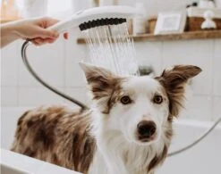 Hansgrohe DogShower - Handdouche Voor Honden 150, 3jet, Met Massagenoppen, Petrol 26640540 -Woonwinkel 09b147c8952d8c5be39e23ad